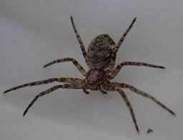 Attēlu rezultāti vaicājumam “Philodromus sp.”