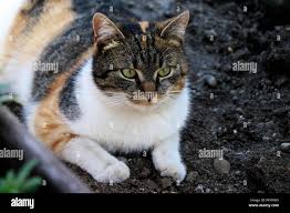 Attēlu rezultāti vaicājumam “Felis silvestris catus”