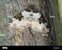 Attēlu rezultāti vaicājumam “Xanthorhoe fluctuata”