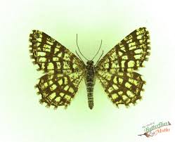 Attēlu rezultāti vaicājumam “Chiasmia clathrata”