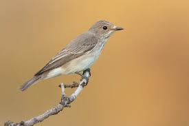 Attēlu rezultāti vaicājumam “Muscicapa striata adult”