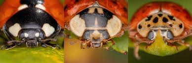 Attēlu rezultāti vaicājumam “Coccinellidae”