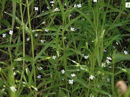 Attēlu rezultāti vaicājumam “Veronica scutellata leaf”