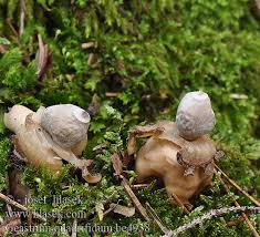 Attēlu rezultāti vaicājumam “Geastrum quadrifidum”