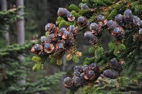 Attēlu rezultāti vaicājumam “Abies mariesii”