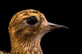 Attēlu rezultāti vaicājumam “Pluvialis apricaria”