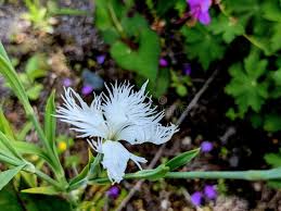 Attēlu rezultāti vaicājumam “Dianthus arenarius bud”