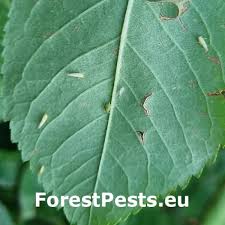 Attēlu rezultāti vaicājumam “Diplolepis eglanteriae”