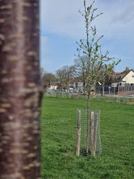 Attēlu rezultāti vaicājumam “Padus avium fruit”