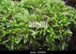 Attēlu rezultāti vaicājumam “Eurhynchium angustirete”