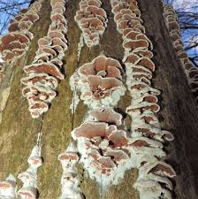 Attēlu rezultāti vaicājumam “Gloeoporus dichrous”