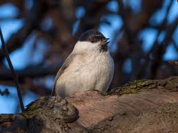 Attēlu rezultāti vaicājumam “Poecile montanus adult”