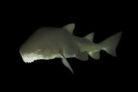 Image result for Carcharias taurus