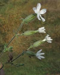 Attēlu rezultāti vaicājumam “Silene latifolia subsp. alba flower”