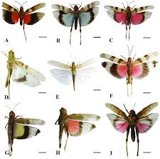 Attēlu rezultāti vaicājumam “Oedipoda caerulescens”
