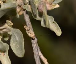 Attēlu rezultāti vaicājumam “Scythris limbella”