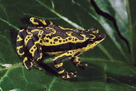 Attēlu rezultāti vaicājumam “Ranidae”