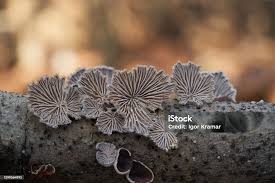 Attēlu rezultāti vaicājumam “Schizophyllum commune”