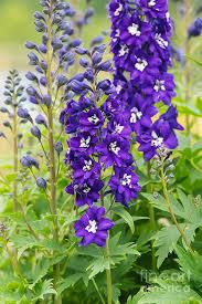 Attēlu rezultāti vaicājumam “Delphinium elatum  flower”