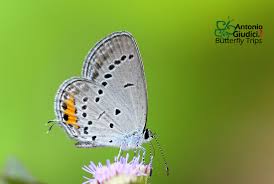 Attēlu rezultāti vaicājumam “Everes argiades”