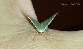 Attēlu rezultāti vaicājumam “Chlorissa viridata”