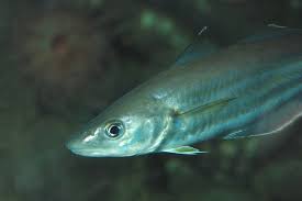 Image result for Merlangius merlangus