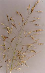 Attēlu rezultāti vaicājumam “Agrostis stolonifera subsp. straminea”