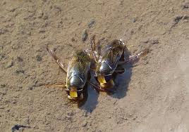 Attēlu rezultāti vaicājumam “Nepa cinerea imago”