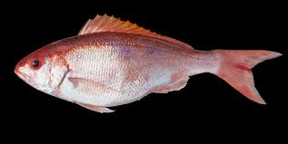 Image result for Ocyurus chrysurus