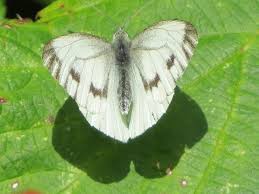 Attēlu rezultāti vaicājumam “Pieris brassicae female”