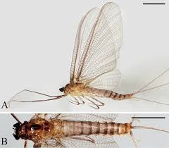 Attēlu rezultāti vaicājumam “Aphrophoridae imago”