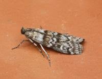 Attēlu rezultāti vaicājumam “Dioryctria abietella”