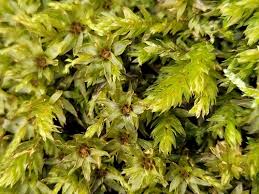 Attēlu rezultāti vaicājumam “Mnium hornum”