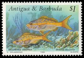 Image result for Ocyurus chrysurus