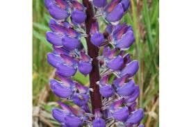 Attēlu rezultāti vaicājumam “Lupinus polyphyllus fruit”