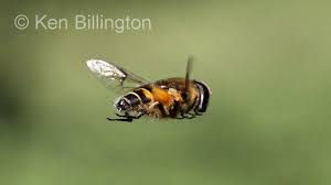 Attēlu rezultāti vaicājumam “Sericomyia silentis”