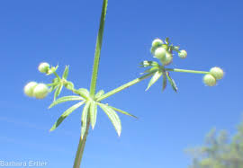 Image result for Galium aparine