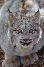 Afbeeldingsresultaat voor lynx