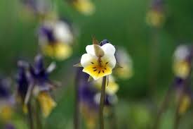 Attēlu rezultāti vaicājumam “Viola arvensis flower”