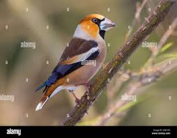 Attēlu rezultāti vaicājumam “Coccothraustes coccothraustes”