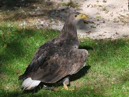 Image result for Haliaeetus albicilla