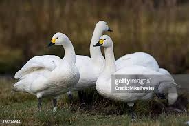 Attēlu rezultāti vaicājumam “Cygnus columbianus adult”
