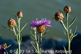 Attēlu rezultāti vaicājumam “Centaurea jacea leaf”