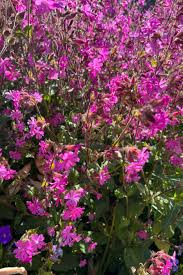 Image result for Silene dioica