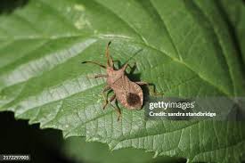 Attēlu rezultāti vaicājumam “Coreus marginatus”