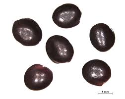 Attēlu rezultāti vaicājumam “Trifolium spadiceum fruit”