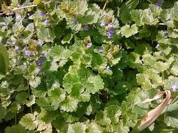 Attēlu rezultāti vaicājumam “Glechoma hederacea leaf”