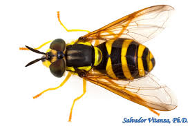 Attēlu rezultāti vaicājumam “Syrphidae”