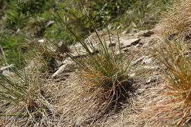 Attēlu rezultāti vaicājumam “Festuca rubra subsp. rubra”