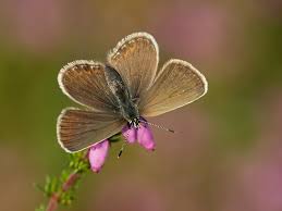 Attēlu rezultāti vaicājumam “Plebejus argus female”